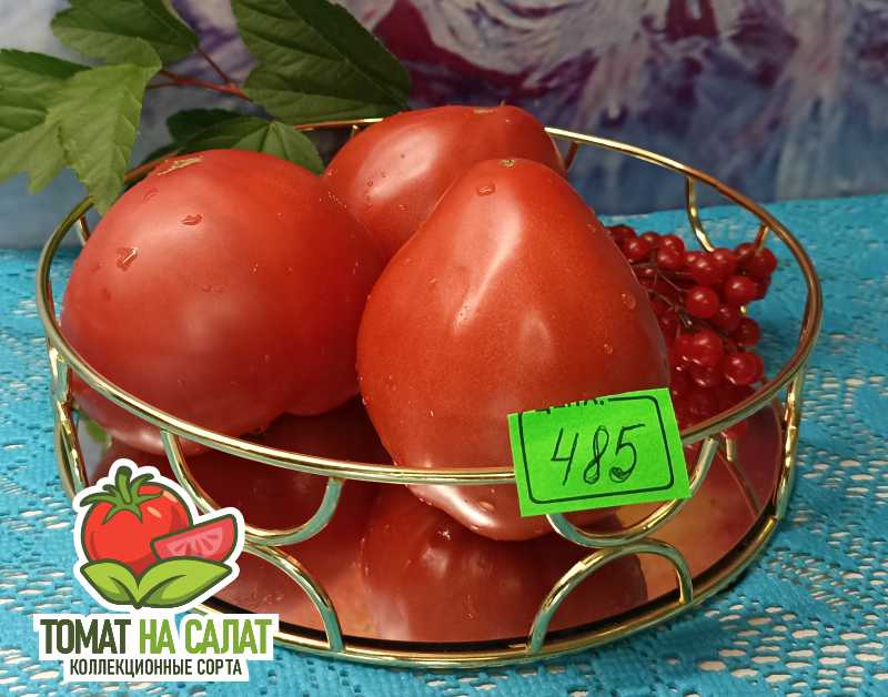 485 Знаменитая Клубника миссис Шлаубах