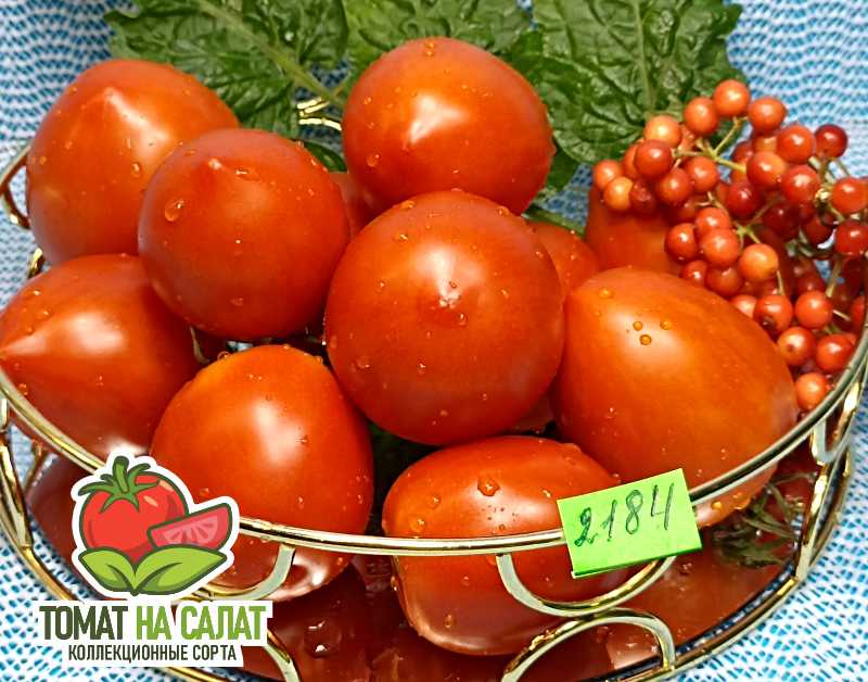 2184-4 Калькутная Полька Дон Жуана