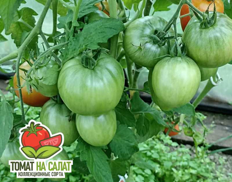 2184-8 Калькутная Полька Дон Жуана