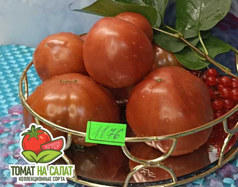 1176 Секрет Алифирова