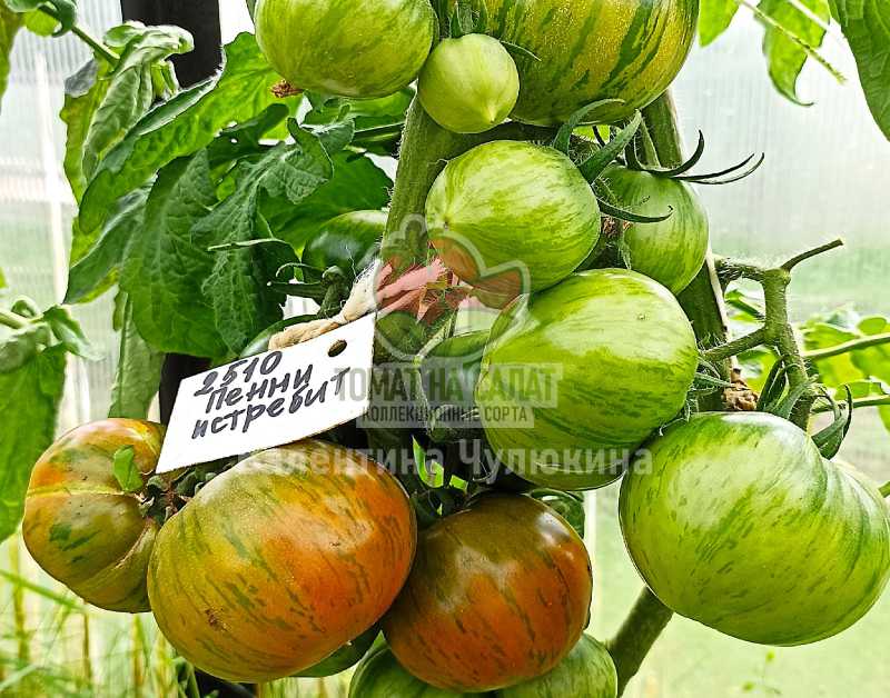 2510 Гном ВЗИ Пэнни Лэйн