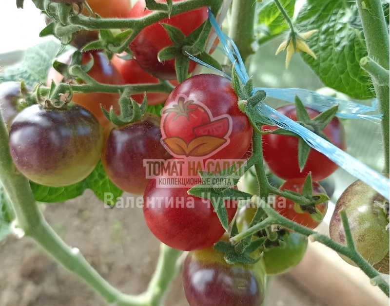 3001-7 Гном Маленький красный корвет