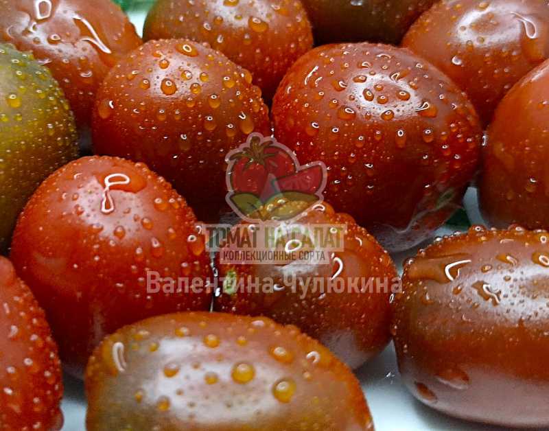3078-4 Секрет Паулины