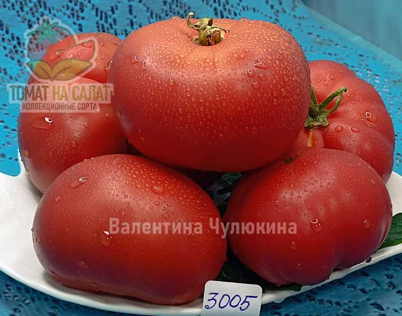 3005-5 Гном Клубничный лимонад