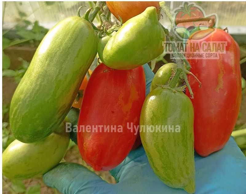 3006-2 Гном Полосатый как перец