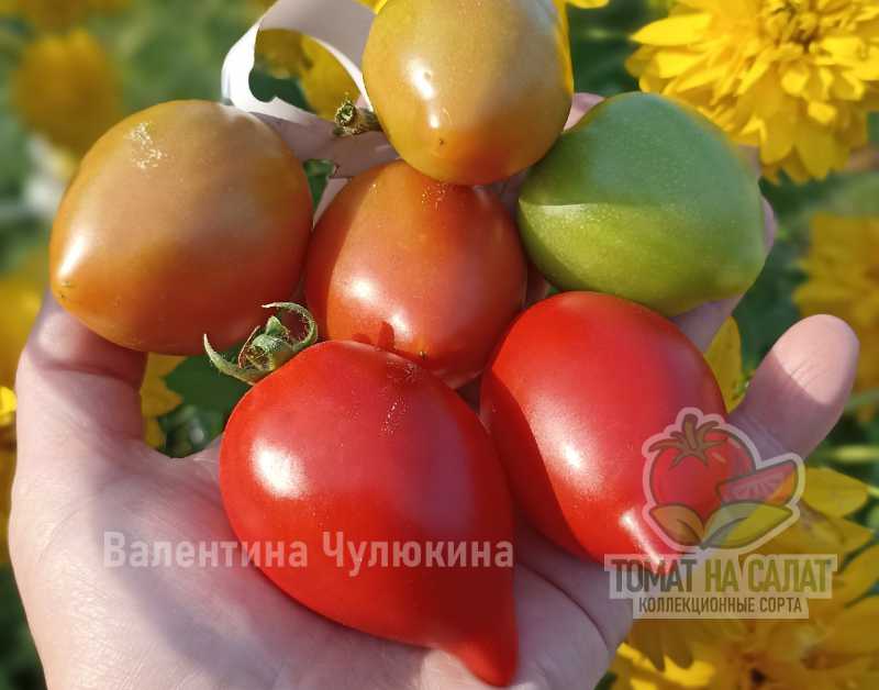 3011-7 Гном Испаряющийся