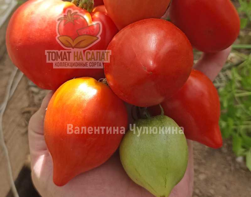 3088 Таёжный сердечный перец